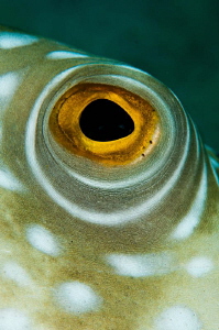 Pufferfish Eye by Paul Colley 